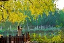 中文字幕大香蕉在线97-探索网络文化新视界，中文字幕大香蕉在线97的多元解读